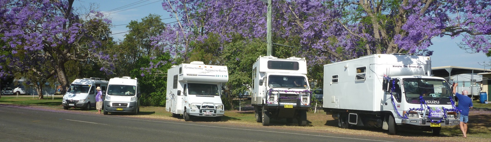 Clarence Valley Ramblers motorhomes parked beneath flowering jacaranda trees