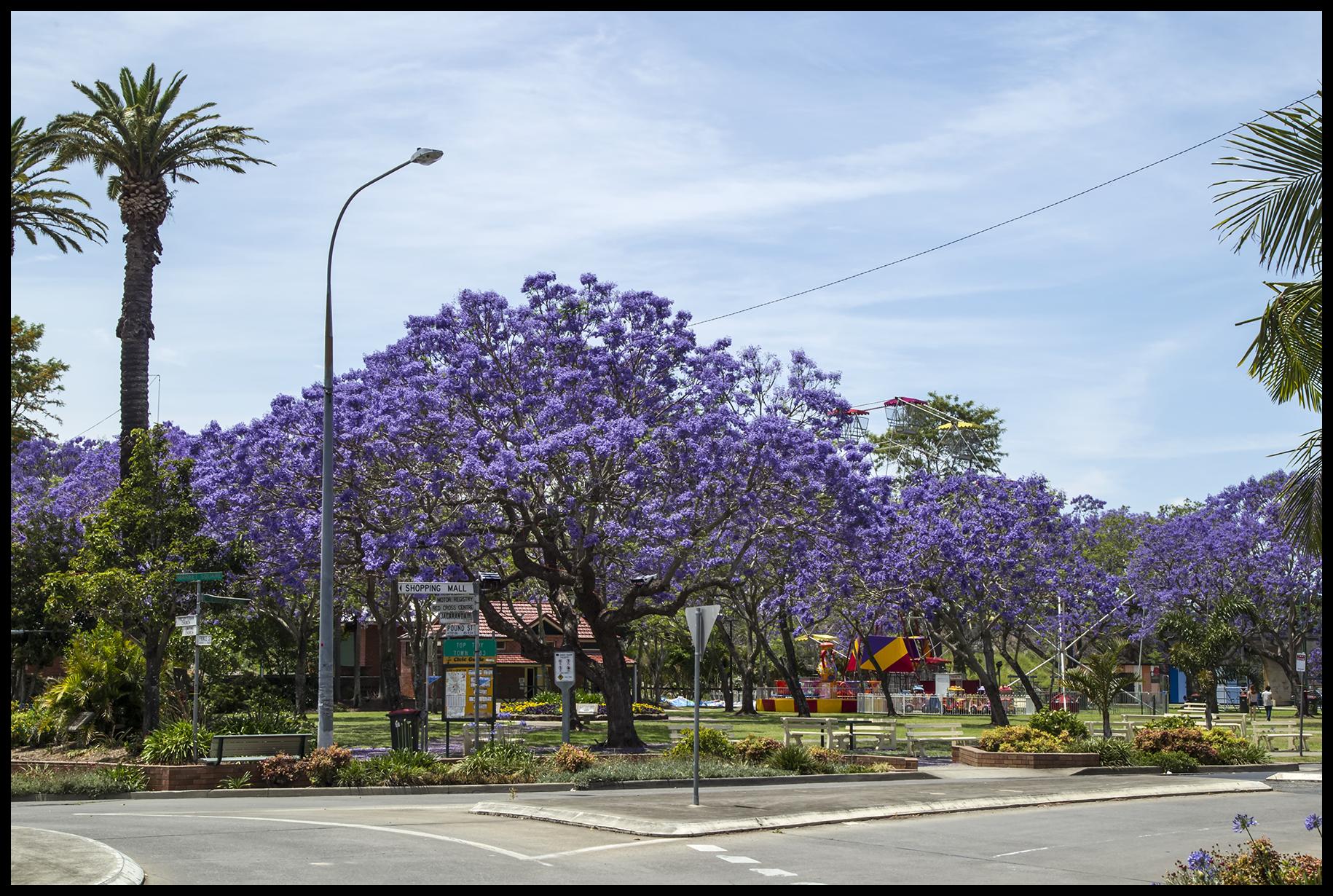 Jacaranda Outing – November 2023